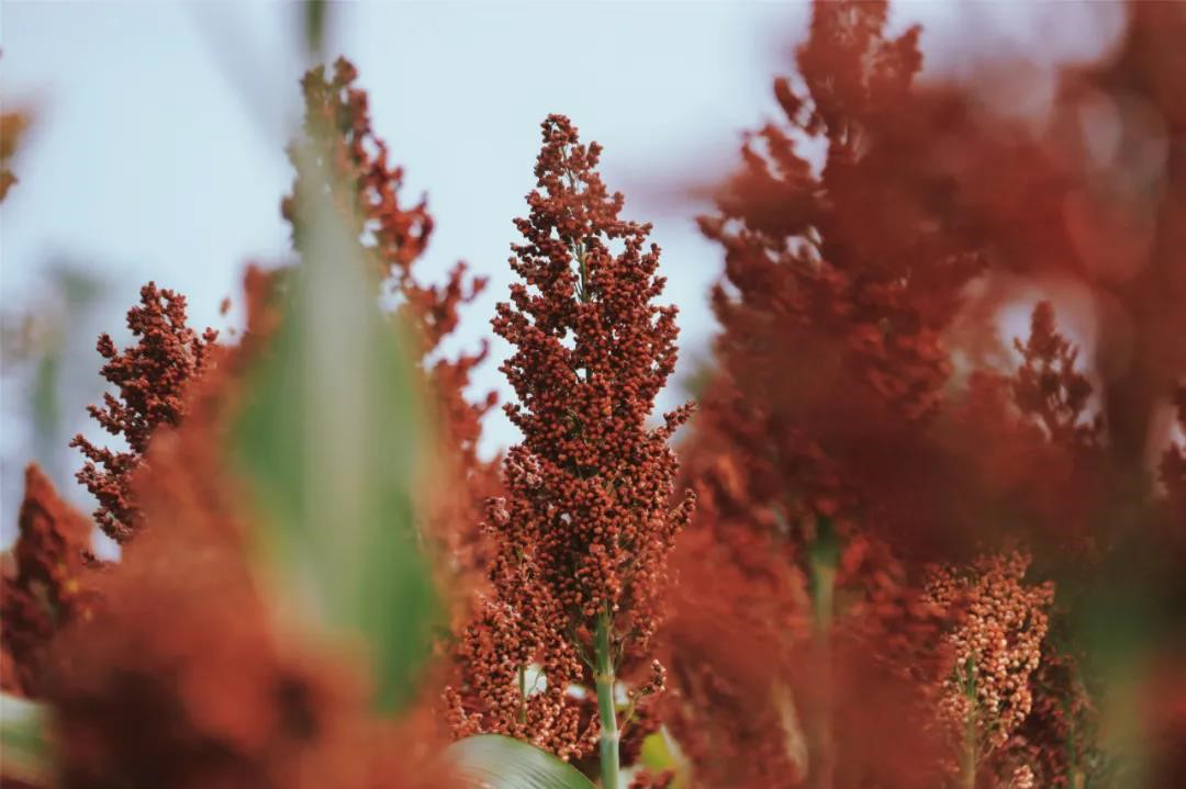 1636681597805822.png 圖片1.png